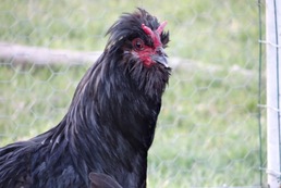 La ferme de Louis 4.0