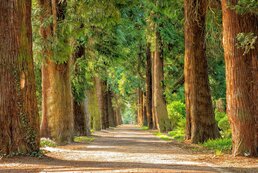 Gestion Moderne du Patrimoine arboré