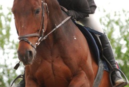 Écuries pension et soins