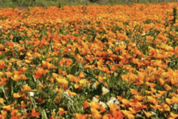 Faire fleurir les jachères 