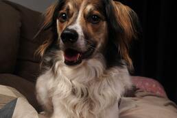 Centre de loisirs canin - Garderie de jour en milieu urbain