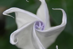 Plantes à Parfum, Aromatiques, Médicinales & Tinctoriales