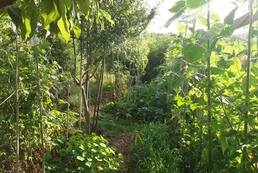 Ferme agroécologique (production maraîchère et fruitière)